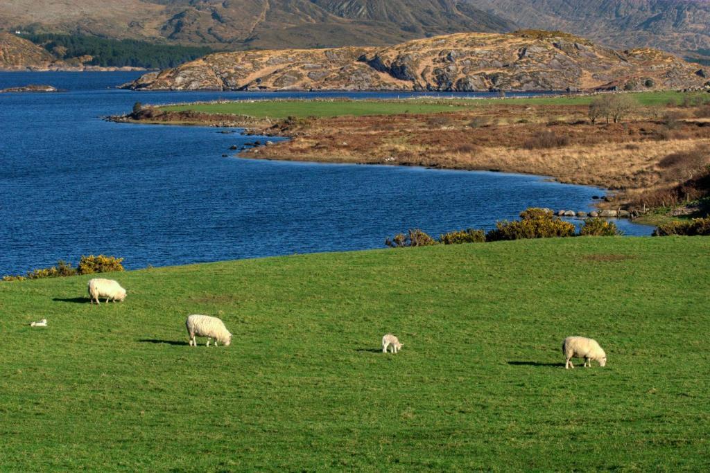 Lakelands Farm House Otel Waterville Dış mekan fotoğraf